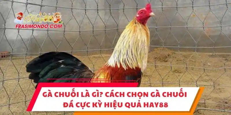 Gà Chuối Là Gì? Cách Chọn Gà Chuối Đá Cực Kỳ Hiệu Quả Hay88