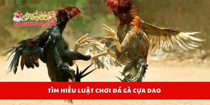 Tìm hiểu luật chơi đá gà cựa dao
